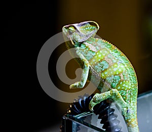 TheÂ veiled chameleonÂ Chamaeleo calyptratus from Arabian PeninsulaÂ inÂ YemenÂ andÂ Saudi Arabia